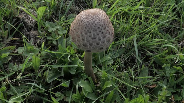 Reveal of a macrolepiota procera mushroom plant rooted on wildgrass, closeup