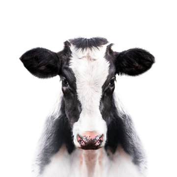 calf portrait isolated on white background