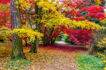autumn alley in the park with colorful leaves