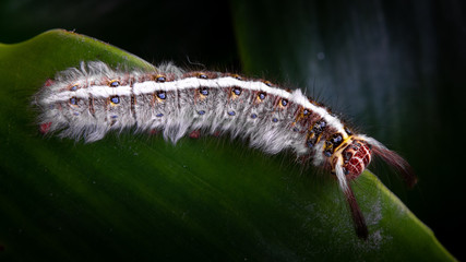 caterpillar on a leaf