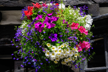 Fototapeta na wymiar Mixed vivid colored decorative flowers in a garden pot displayed in front of a black painted wooden door in a sunny summer day 