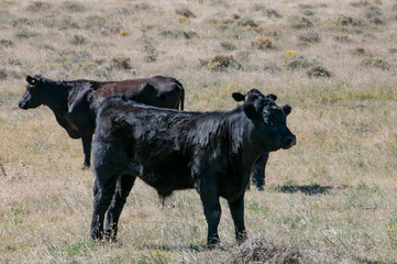 Black Angus cow and two bull calves in the sun.