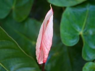 Fleur Anthurium, éclosion, jardin créole, La Réunion