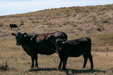 Black Angus cow and her calf looking at the camera.