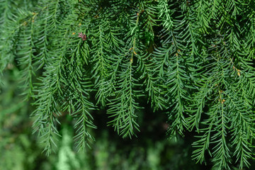 Green larch background.