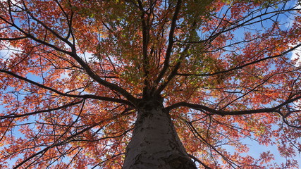 Trees red and yellow