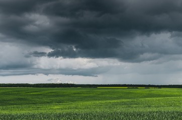 green field of grass and blue sky