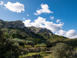 olive trees and cherry trees in the mountains with cottony clouds in the vall de la gallinera