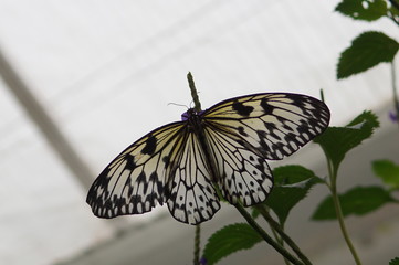 Schmetterling,dee Leuconoe, Papier-Drachen 