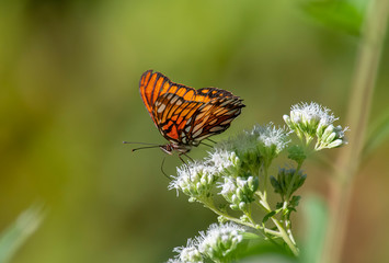 butterfly perched on a flower