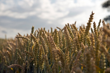 Grain farming and harvesting crop