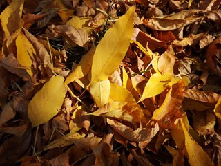 Autumn leaves in the sun light - background