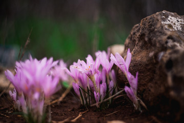 pink flowers grow near the stone