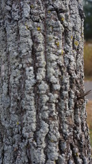 Bench, tree orange