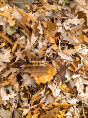 Leaf Pile