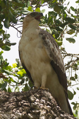 Changeable Hawk eagle no crest