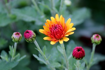 blüte einer Chrysantheme in gelb und orange mit Knospen
