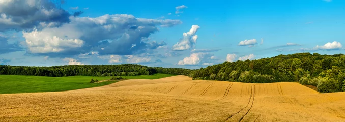 Poster prachtig landschap panoramisch uitzicht op tarweveld, oren en gele en groene heuvels © pavlobaliukh