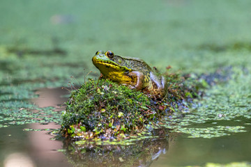 Green frog sitting on a log in a pond
