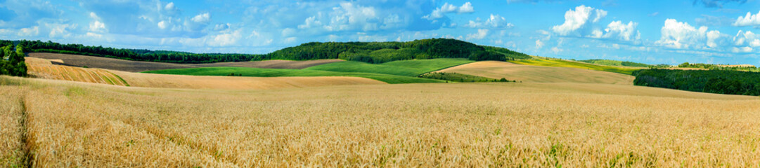 Fototapeta na wymiar beautiful landscape panoramic view of wheat field, ears and yellow and green hills