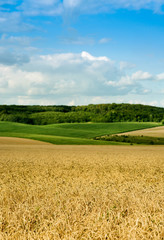 beautiful landscape of wheat field, ears and hills