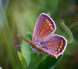 butterfly on flower