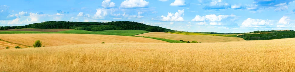 Fototapeten Wunderschöner Landschaftspanoramablick auf Weizenfeld, Ähren und gelbe und grüne Hügel © pavlobaliukh