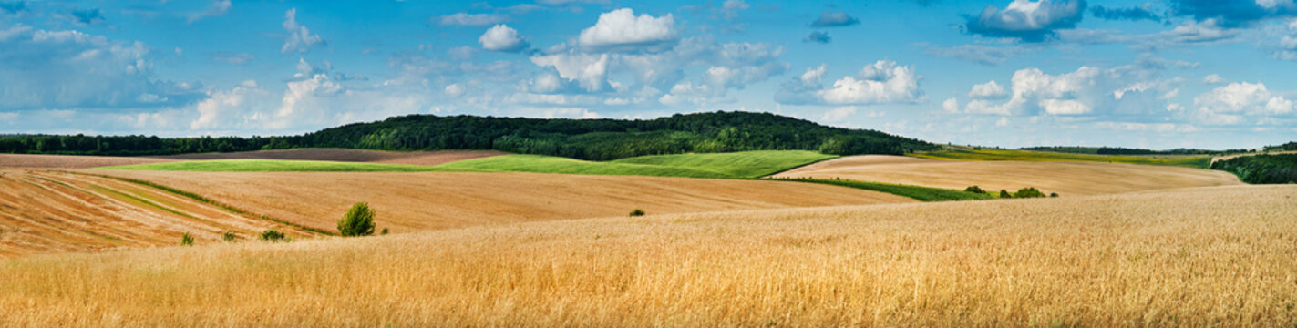 big panoramic view of landscape of wheat field, ears and yellow and green hills