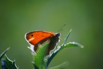 butterfly on leaf