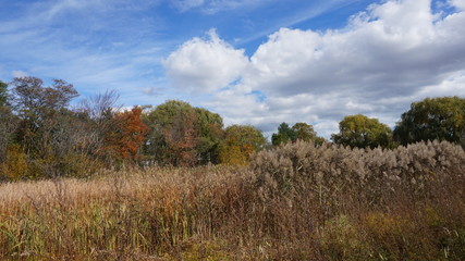 Obraz premium Bench, tree orange