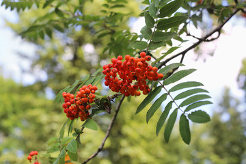 Branches of mountain ash with berries
