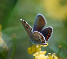 butterfly on flower