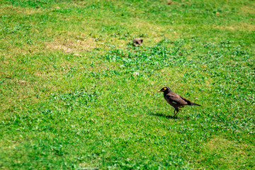 Acridotheres tristis walks on the lawn