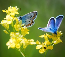 butterfly on flower