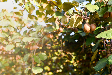 Kiwi on a kiwi tree plantation with with huge clusters of fruits. Garden with trees and organic fruits. Solar light and leaf movement. selective focus.