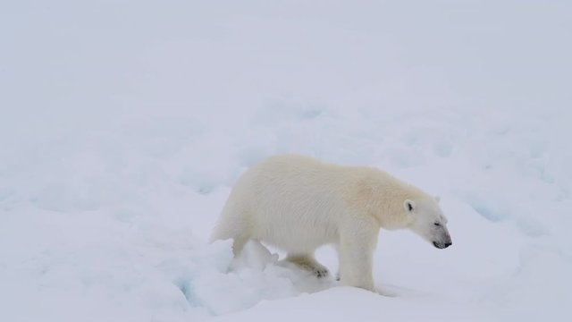 Polar bear walking in an arctic.