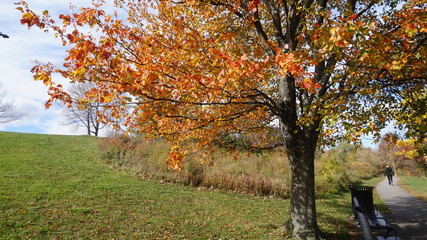 Bench, tree orange