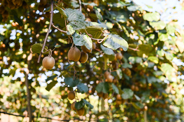 Kiwi on a kiwi tree plantation with with huge clusters of fruits. Garden with trees and organic fruits. Solar light and leaf movement.