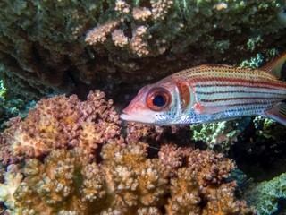 Spotfin Squirrelfish (Sargocentron dorsomaculatum) in the Red Sea