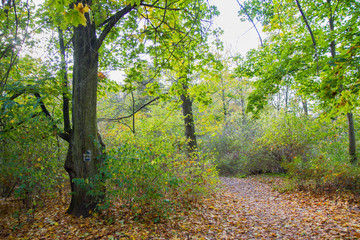 Path going through a park, autumn