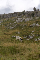 cattle grazing in the nature on high mountain in the Lessinia park shelters