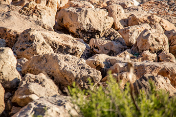 Cape Daman sits among the stones