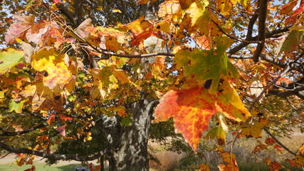 Bench, tree orange