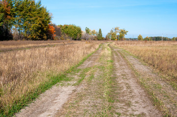 Fototapeta na wymiar Road in a field among tall yellow grass and yellow trees