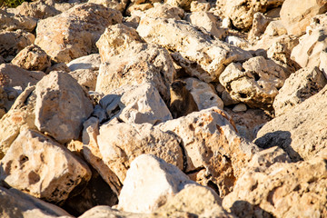 Cape Daman sits among the stones