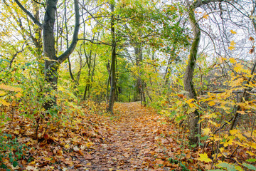Fototapeta premium Path going through a park, autumn