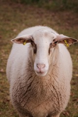 Obraz premium Front sheep portrait