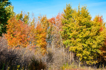 Autumn landscape. Trees with colorful leaves in a clearing against the blue sky