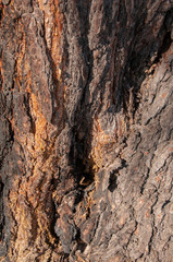 Tree bark texture. Wood background