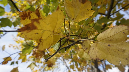 Fototapeta premium Bench, tree orange